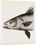 Head of Basse by Anonymous