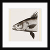 Head of Basse by Anonymous