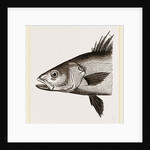 Head of Basse by Anonymous