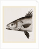 Head of Basse by Anonymous