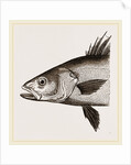Head of Basse by Anonymous