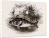 Perch by Anonymous
