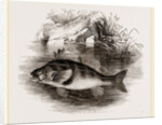 Perch by Anonymous