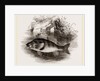 Perch by Anonymous