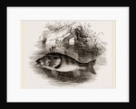 Perch by Anonymous