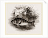 Perch by Anonymous