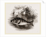 Perch by Anonymous
