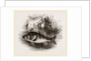 Perch by Anonymous