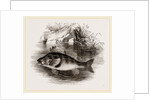 Perch by Anonymous