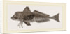 Streaked Gurnard by Anonymous