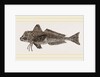 Streaked Gurnard by Anonymous