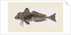 Streaked Gurnard by Anonymous