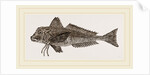 Streaked Gurnard by Anonymous