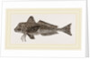 Streaked Gurnard by Anonymous