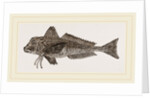 Streaked Gurnard by Anonymous