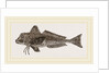 Streaked Gurnard by Anonymous