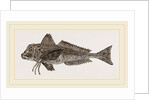 Streaked Gurnard by Anonymous