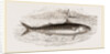 Mackerel by Anonymous