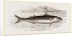 Mackerel by Anonymous