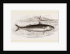 Mackerel by Anonymous