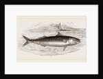 Mackerel by Anonymous
