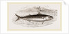 Mackerel by Anonymous