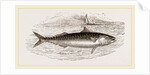 Mackerel by Anonymous