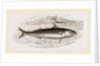 Mackerel by Anonymous