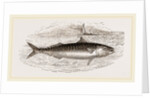 Mackerel by Anonymous