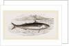 Mackerel by Anonymous