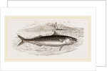 Mackerel by Anonymous