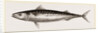 Mackerel by Anonymous