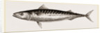 Mackerel by Anonymous