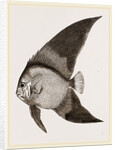 Bat Chaetodon by Anonymous