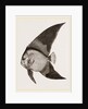 Bat Chaetodon by Anonymous