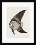 Bat Chaetodon by Anonymous