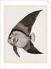 Bat Chaetodon by Anonymous