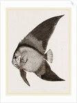 Bat Chaetodon by Anonymous