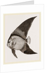 Bat Chaetodon by Anonymous