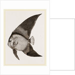 Bat Chaetodon by Anonymous