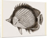 Wandering Chaetodon by Anonymous