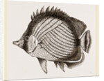 Wandering Chaetodon by Anonymous