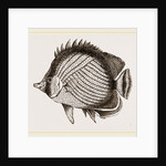 Wandering Chaetodon by Anonymous
