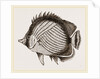 Wandering Chaetodon by Anonymous