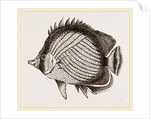 Wandering Chaetodon by Anonymous
