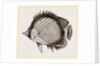 Wandering Chaetodon by Anonymous