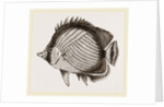 Wandering Chaetodon by Anonymous