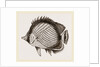 Wandering Chaetodon by Anonymous