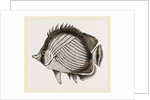 Wandering Chaetodon by Anonymous