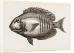 Surgical Chaetodon by Anonymous
